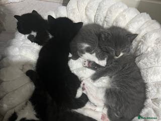 British Shorthair cats Mix of Persian and domestic short hair kittens - Advert 2