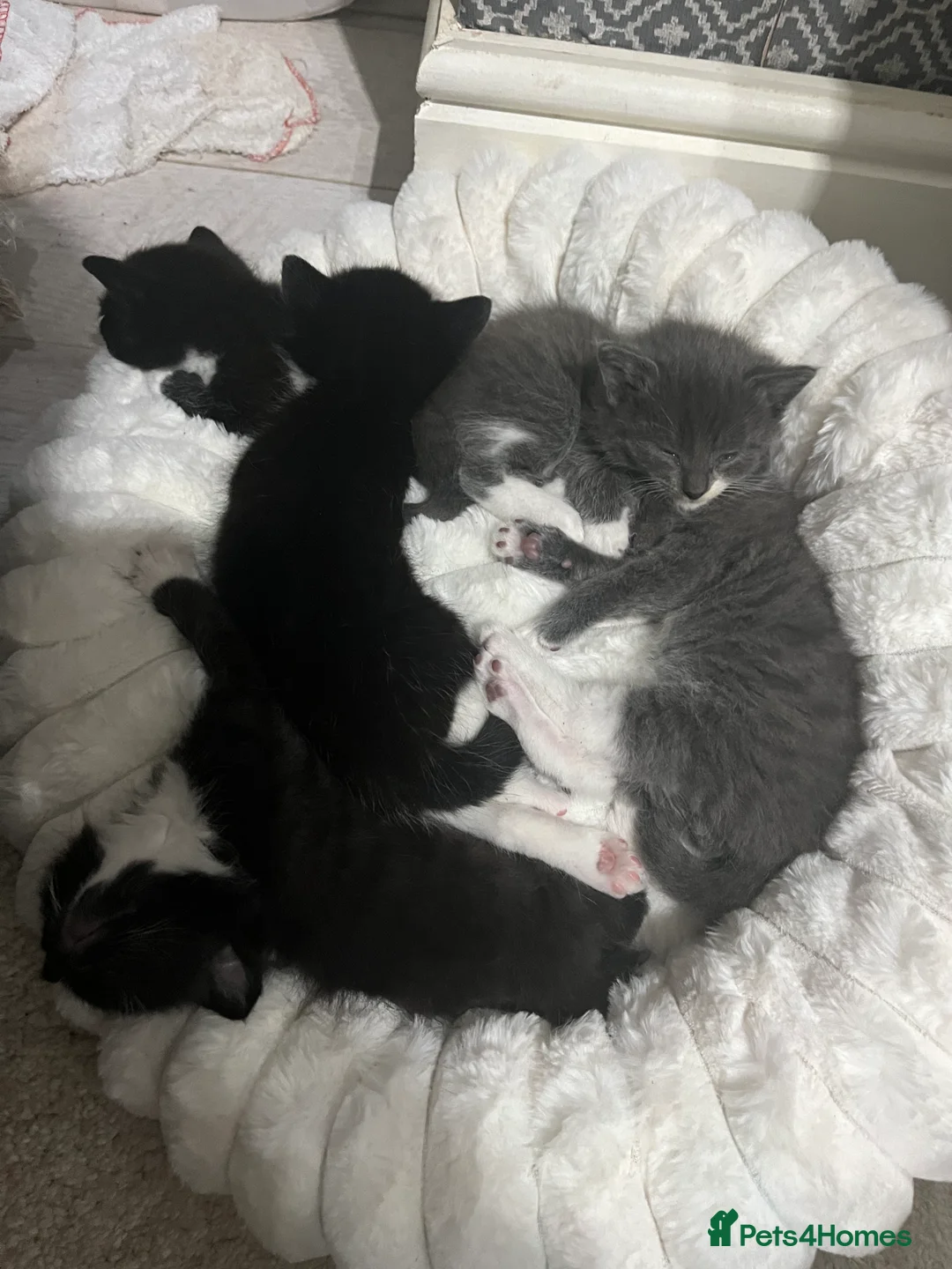 British Shorthair cats for sale: Mix of Persian and domestic short hair kittens - Advert 1