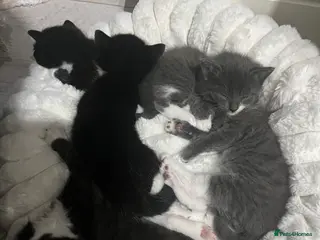 British Shorthair cats Mix of Persian and domestic short hair kittens - Advert 11