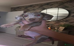 Dachshund dogs for sale: Isabelle and tan dachshund pups  - Image 15