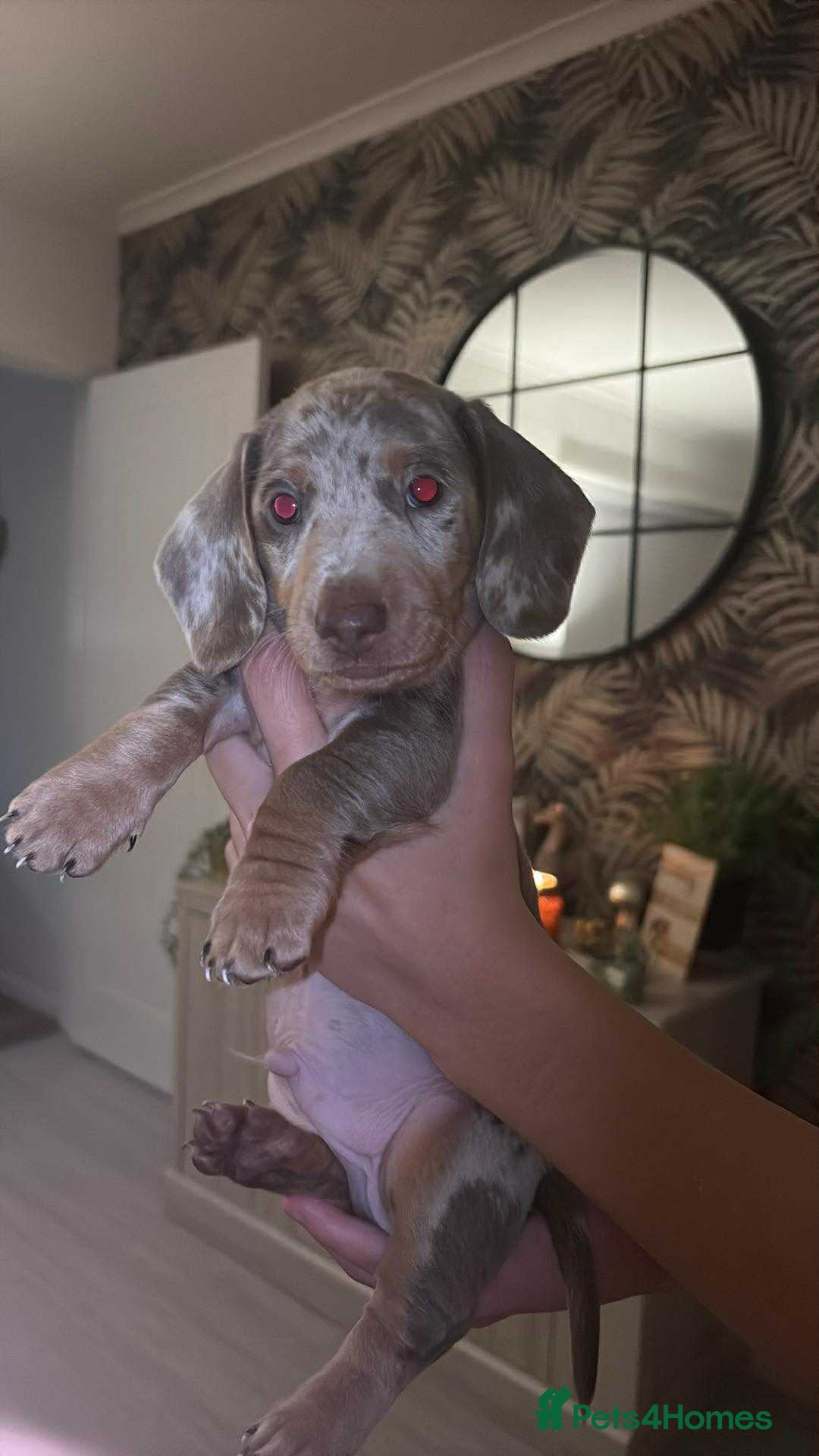 Dachshund dogs for sale: Isabelle and tan dachshund pups  - Image 15