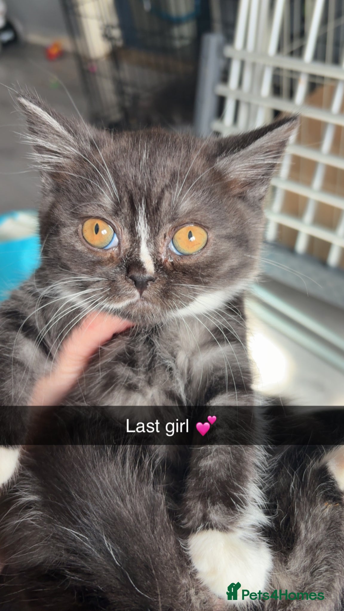 British Shorthair cats British shorthair kittens - Advert 1