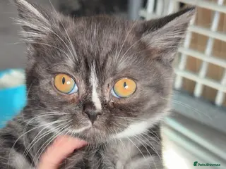 British Shorthair cats British shorthair kittens - Advert 14