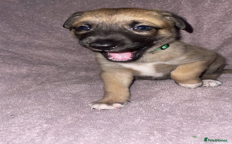Mixed Breed dogs for sale - Advert 1