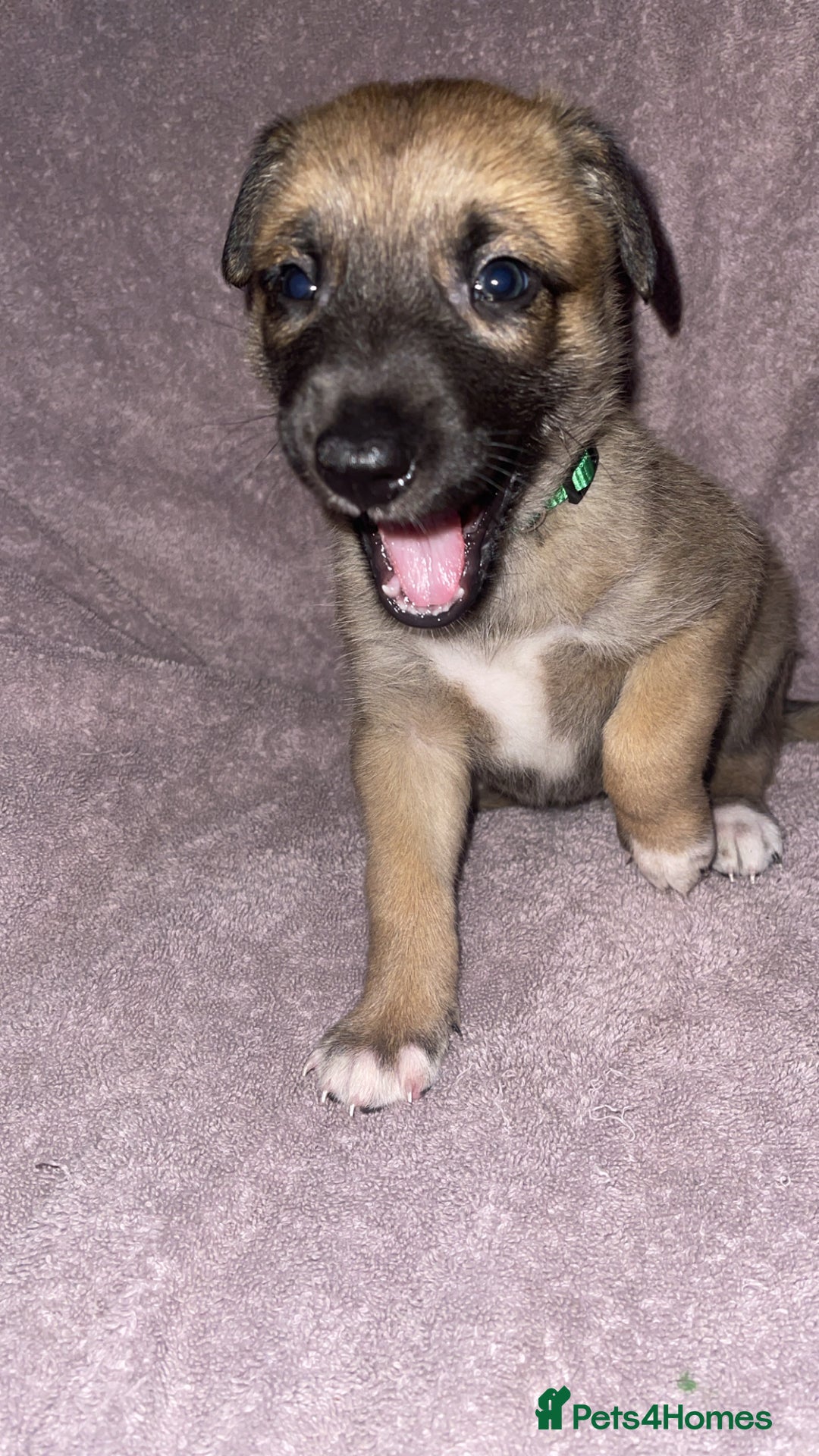 Mixed Breed dogs for sale: Belgian Malinois X Greyhound   - Image 1