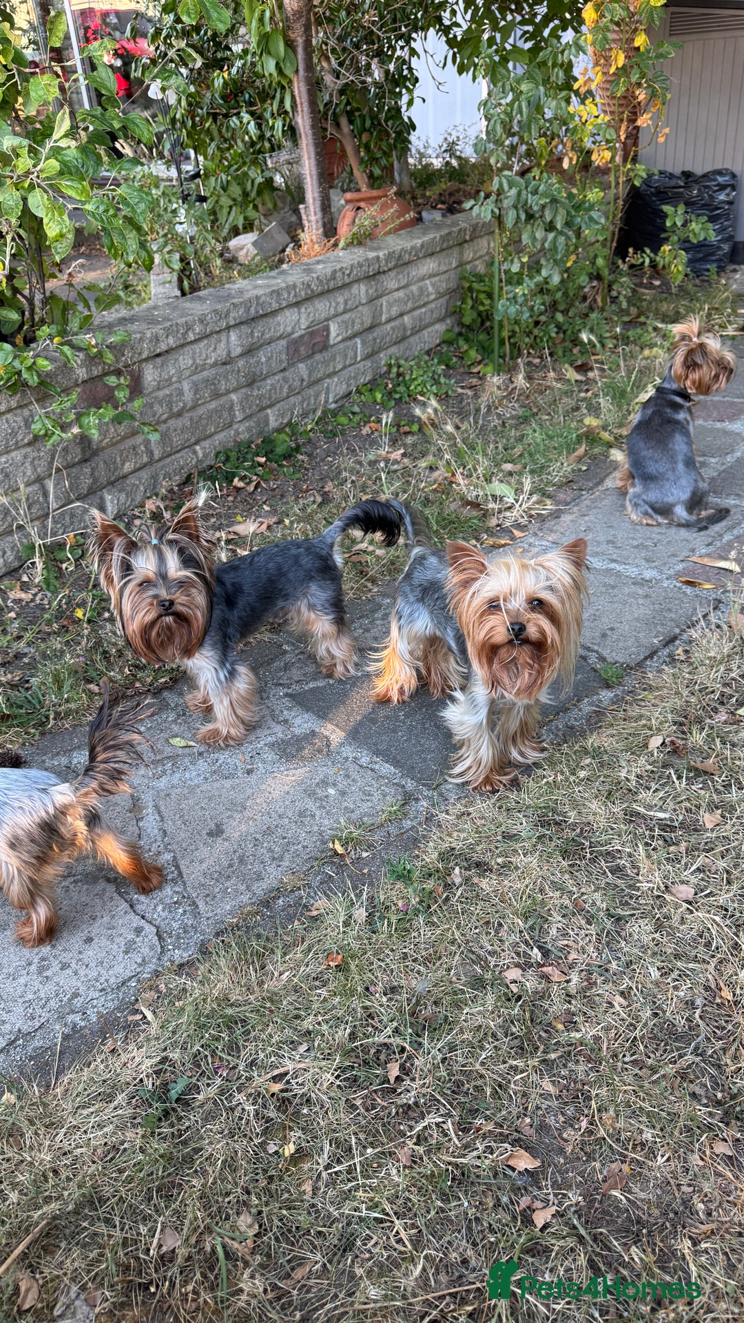Yorkshire Terrier dogs for stud: Beautiful Yorkshire terrier  in Hornchurch - Image 5
