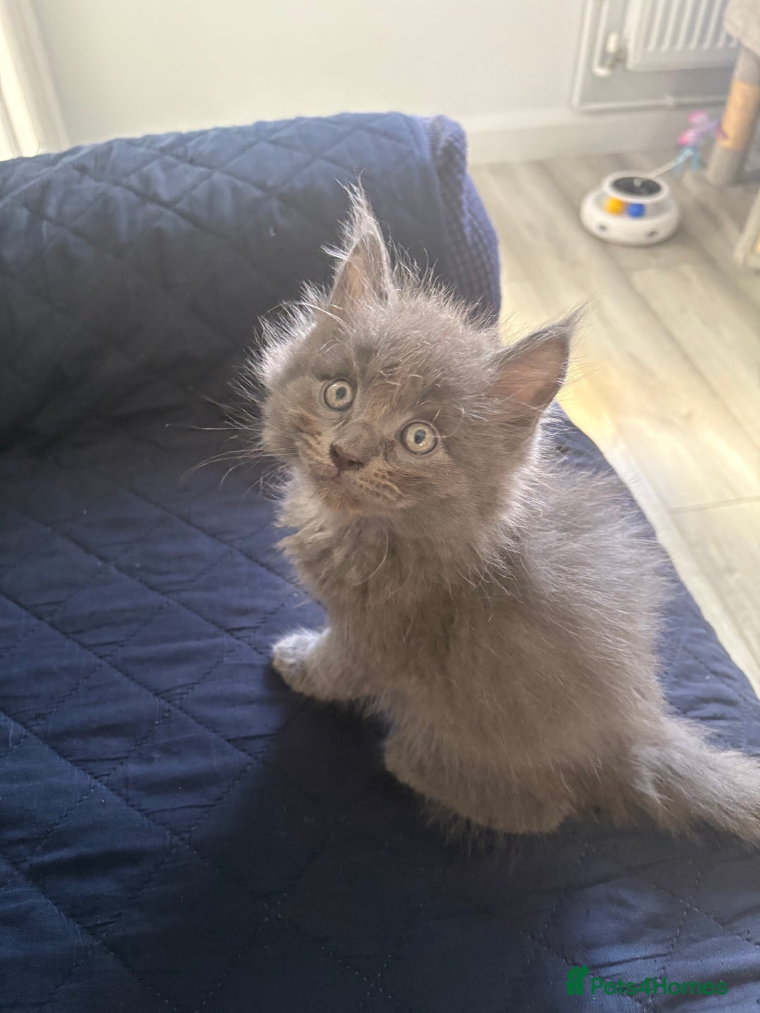 Mixed Breed cats for sale: Maine coon cross  - Image 8