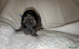 Cocker Spaniel dogs for sale: Show cocker spaniel pups ready 4th November  - Image 9