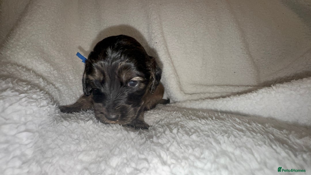 Cocker Spaniel dogs for sale: Show cocker spaniel pups ready 4th November  - Image 9