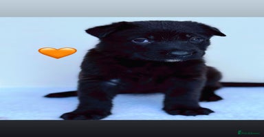 German Shepherd dogs - Advert 1