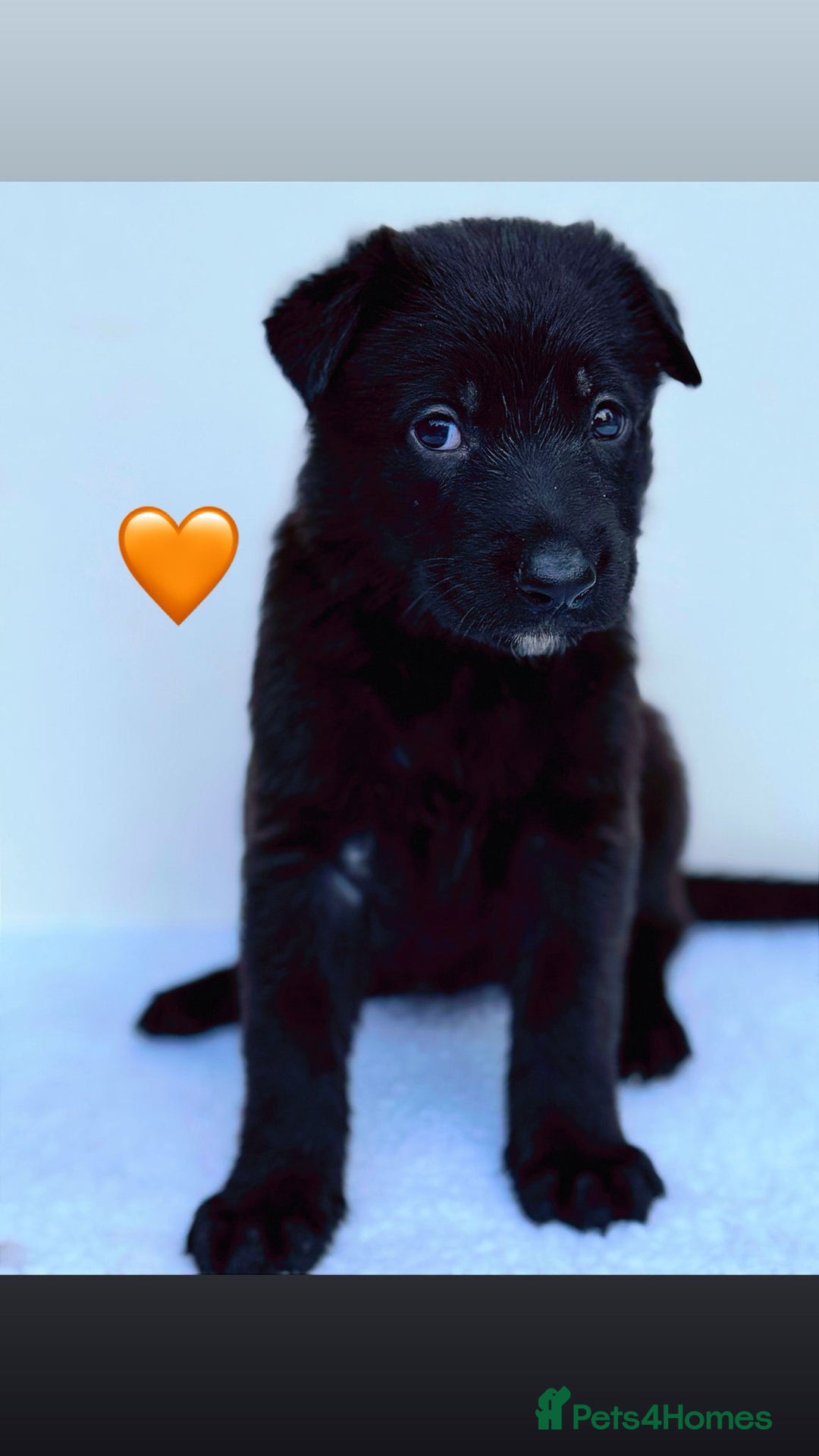 German Shepherd dogs for sale: Black Working Line German Shepherd Puppies - Image 3