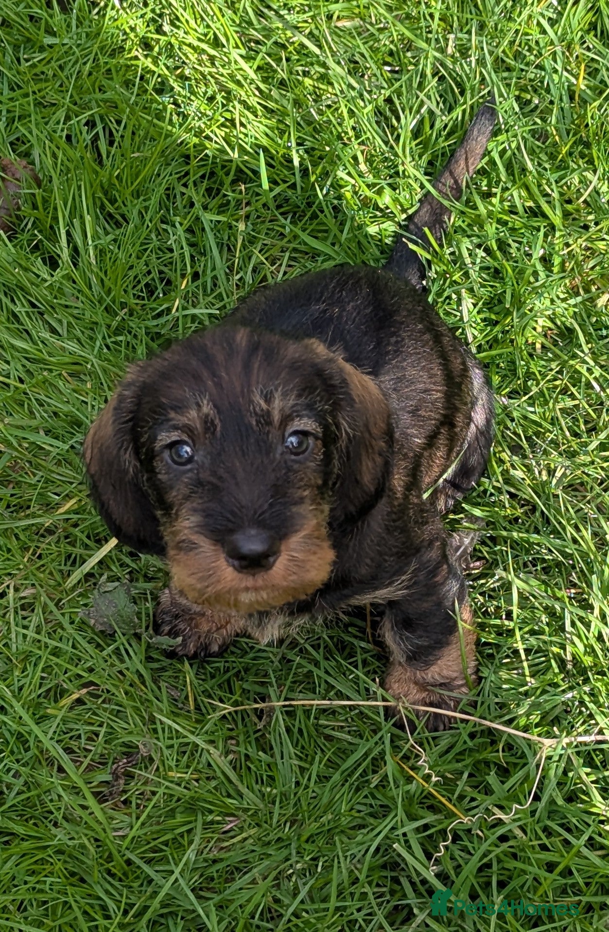 Dachshund dogs Working wirehaired dachshund pup - Advert 11
