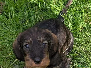 Dachshund dogs Working wirehaired dachshund pup - Advert 11