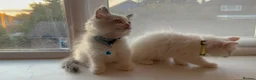 Ragdoll cats for sale: Adorable Blue-Eyed Ragdoll Kittens - Advert 25