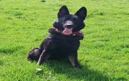 German Shepherd dogs for sale: Stunning litter of German shepherd puppies   - Image 16