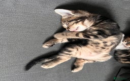 Domestic Shorthair cats for sale: 2 Female Tabby Kittens For Sale - Image 2
