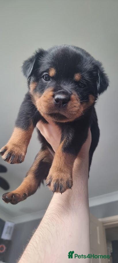 Rottweiler dogs 🐾 Beautiful Rottweiler Puppies - Advert 1