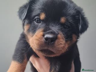 Rottweiler dogs 🐾 Beautiful Rottweiler Puppies - Advert 1