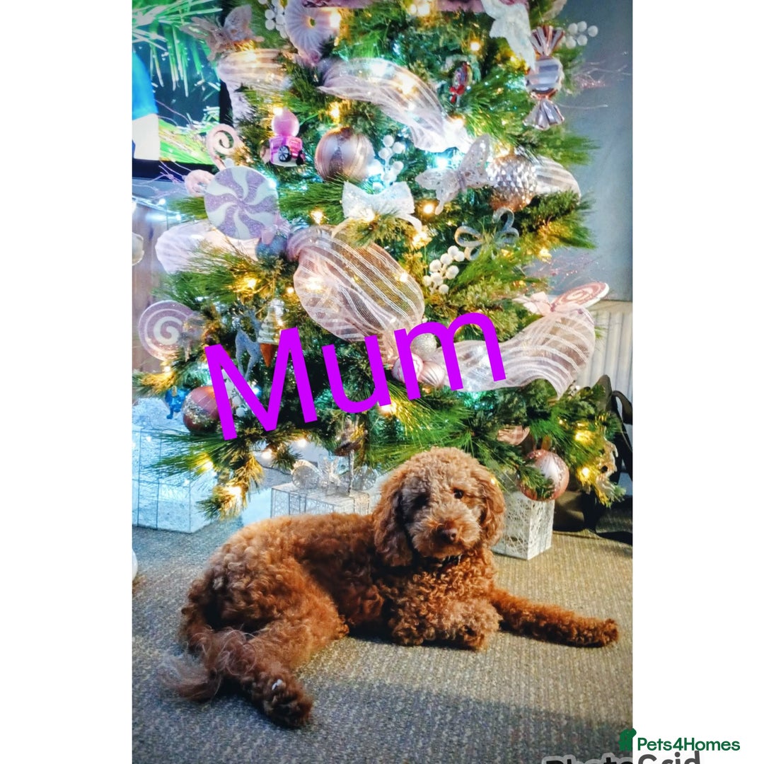 Cavapoo dogs for sale: Cavapoo puppies  - Advert 6