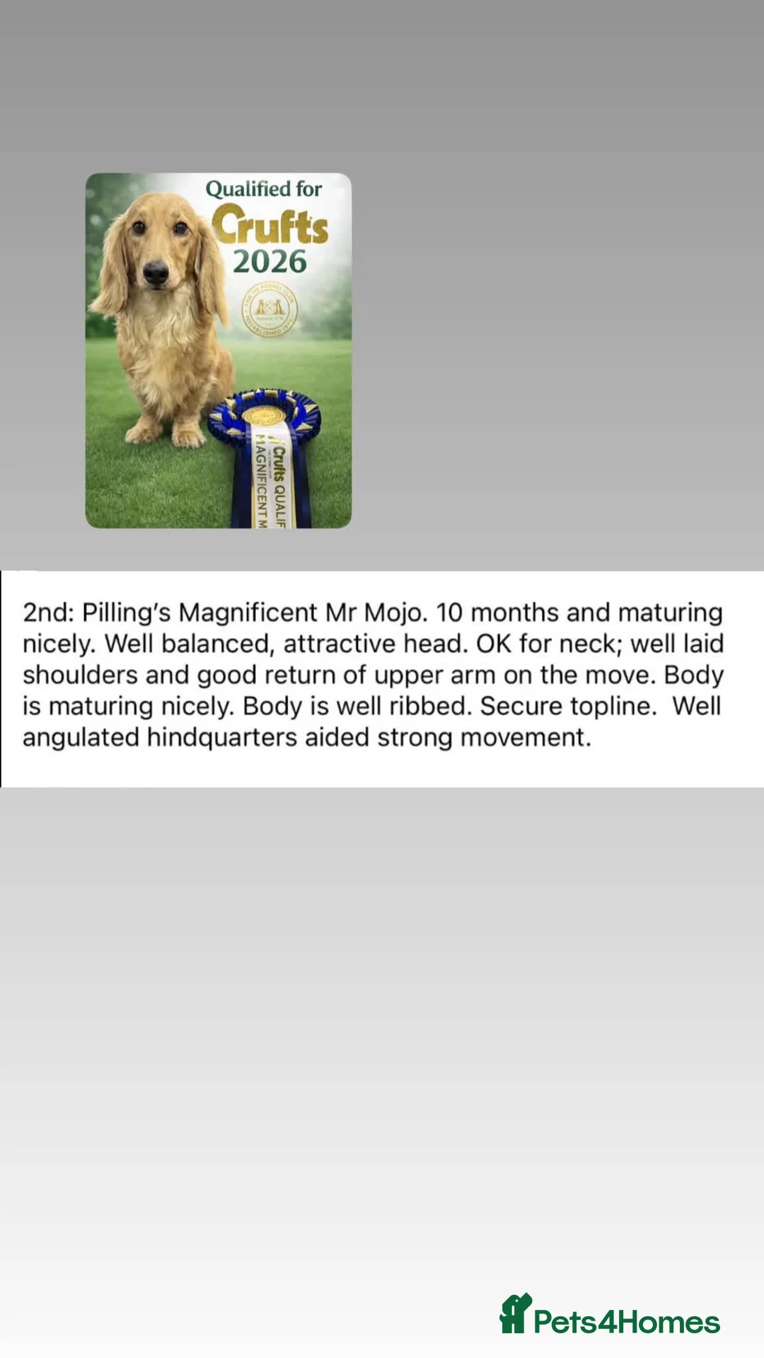 Dachshund dogs for sale: Miniature dachshund  in Kilmarnock - Advert 2