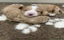 Cockapoo dogs for sale: F1b cockapoo puppies  - Image 2