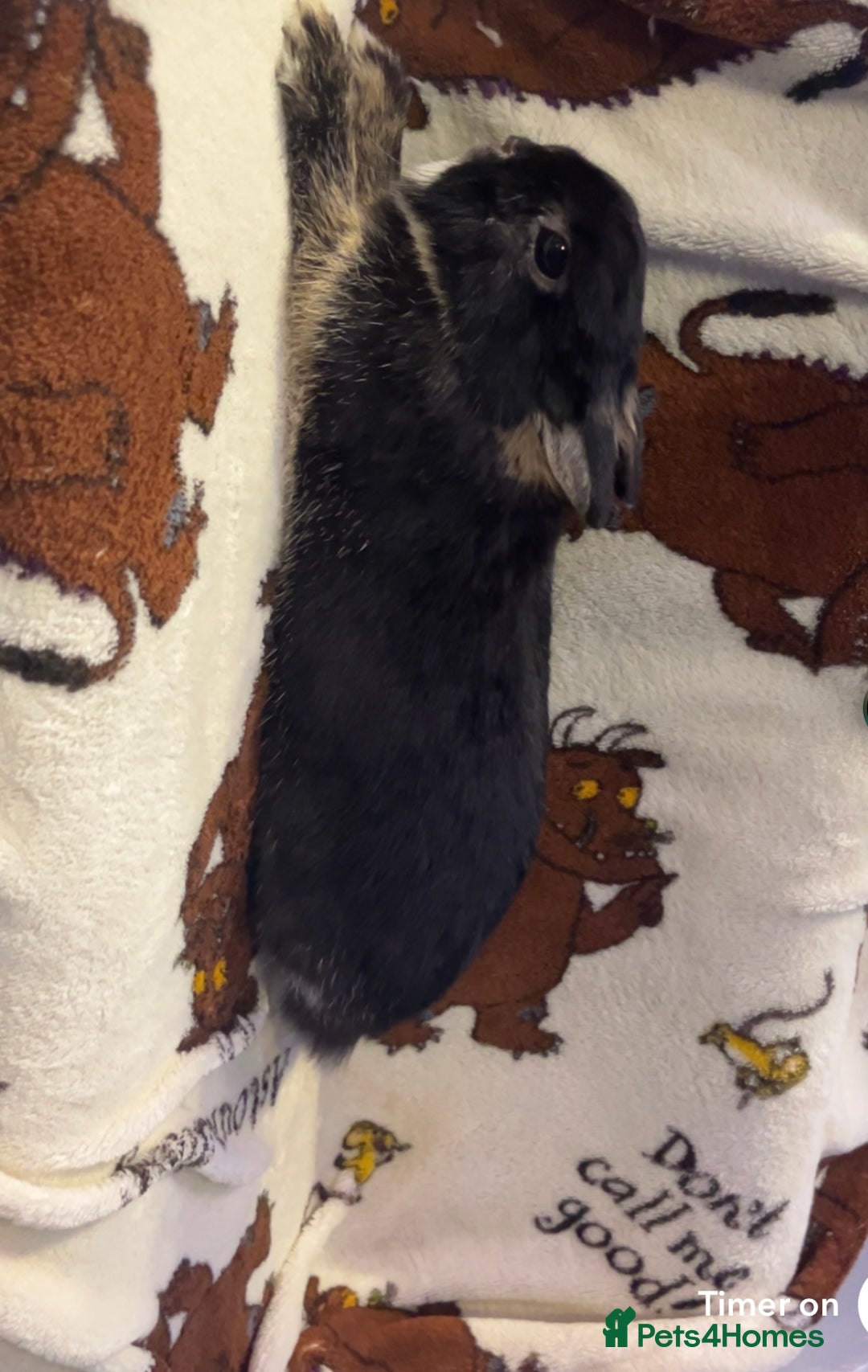 Netherland Dwarf rabbits for sale: Show doe - Advert 2