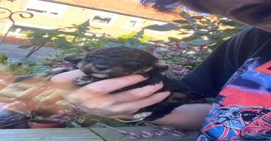 Cavapoo dogs Beautiful toy Cavapoos experienced 5 star licensed - Advert 5