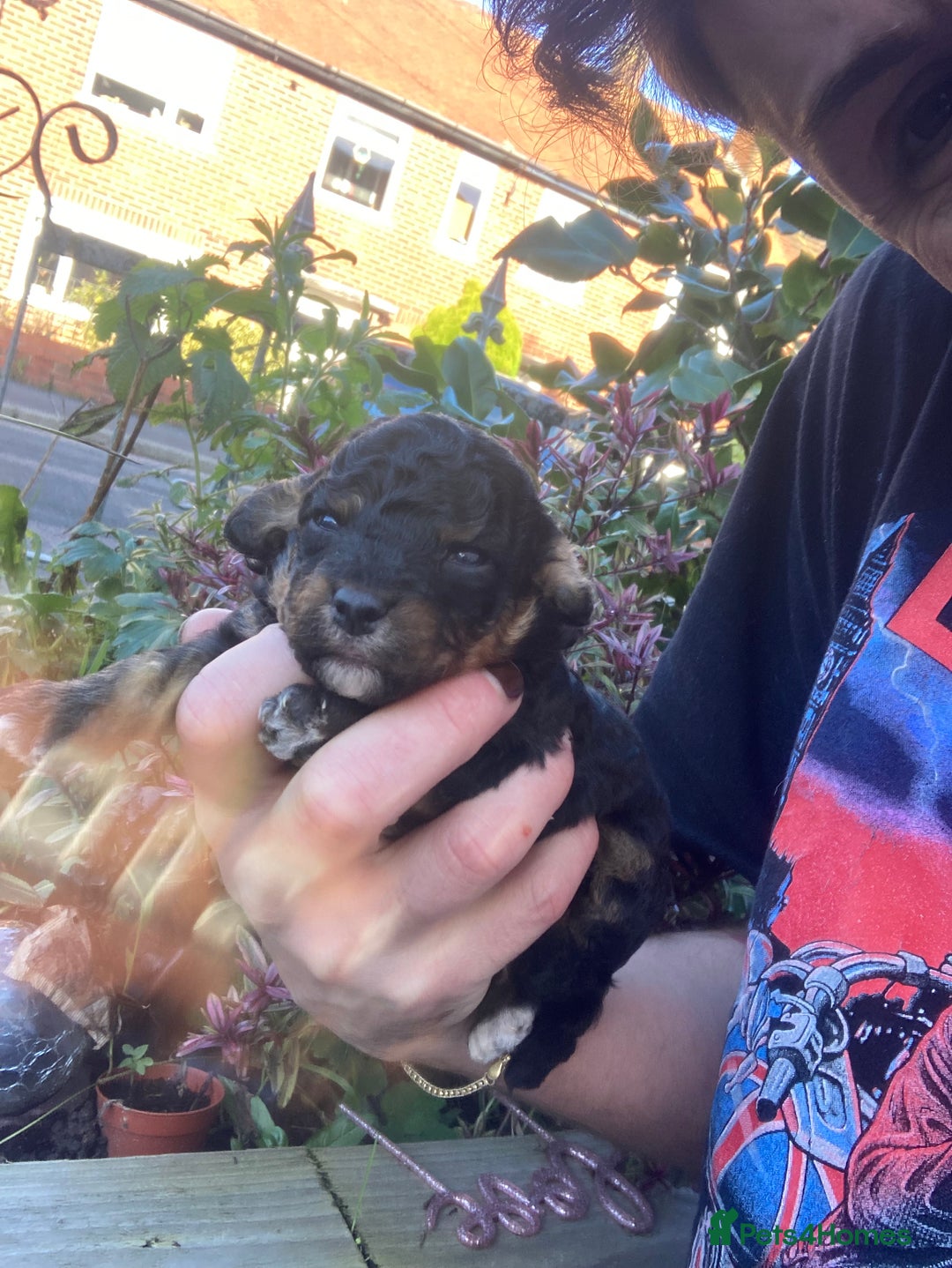 Cavapoo dogs for sale: Toy cavapoo WAITING LIST - Advert 6