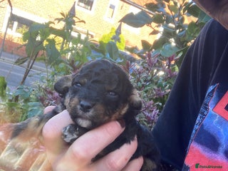 Cavapoo dogs Beautiful toy Cavapoos experienced 5 star licensed - Advert 5