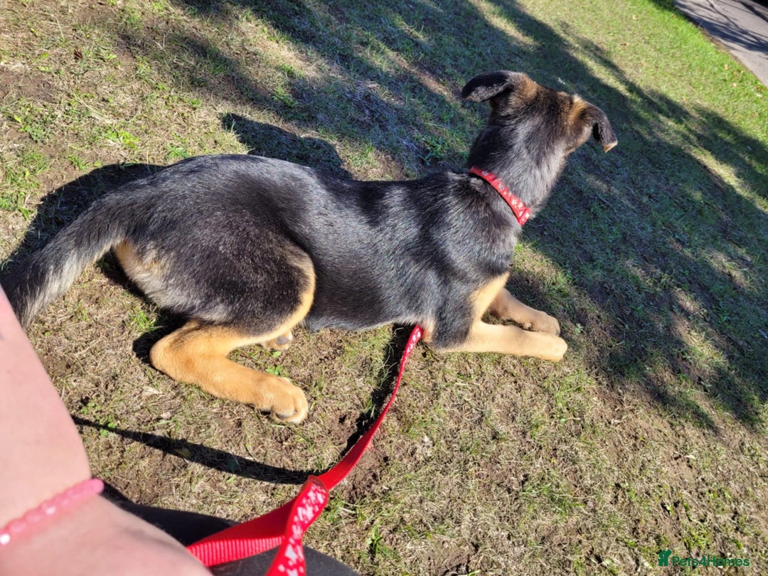 Shepsky dogs for sale: Beautiful shepsky - Image 10