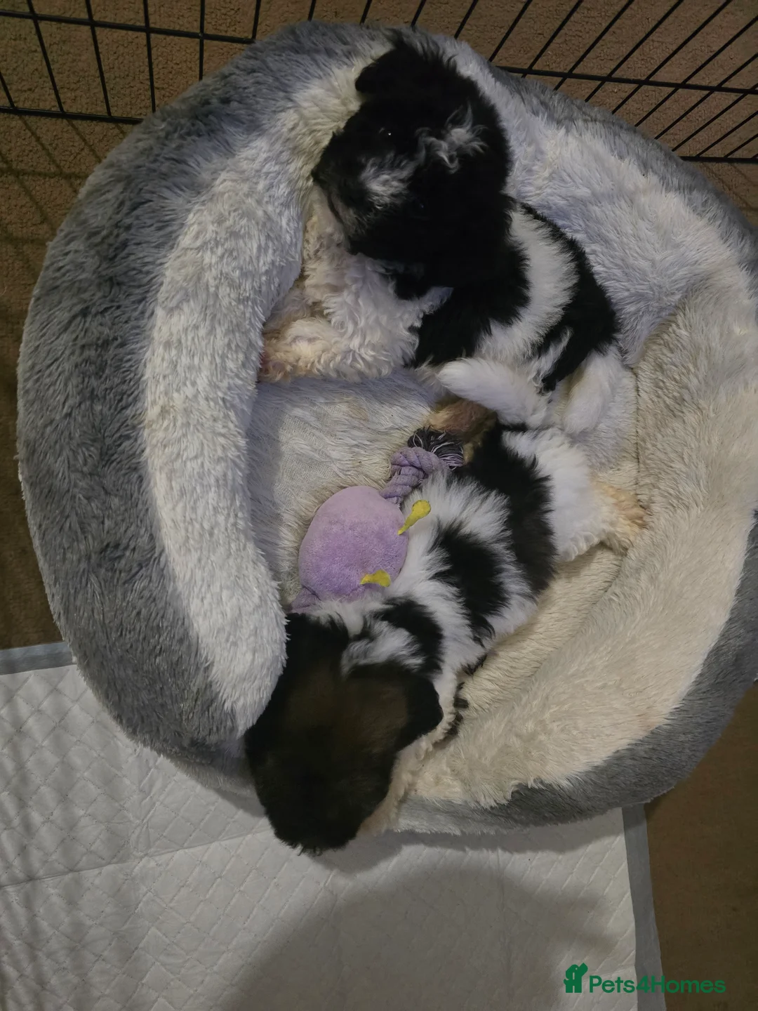 Mixed Breed dogs for sale: Bichon puppies  - Advert 9