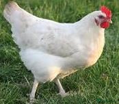 Chickens poultry White Star Chickens - Advert 2
