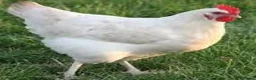 Chickens poultry for sale: White Star Chickens in Stafford - Advert 1
