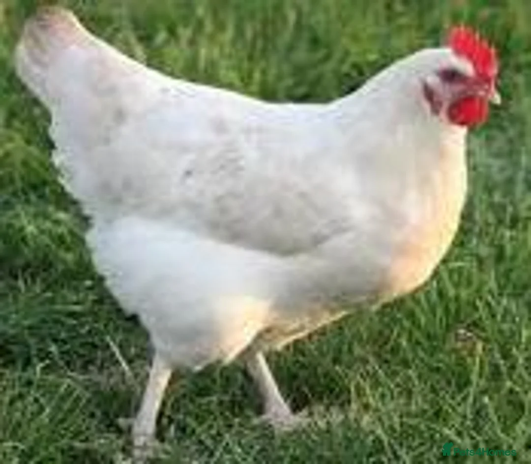 Chickens poultry for sale: White Star Chickens in Stafford - Advert 1