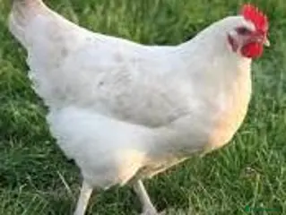 Chickens poultry White Star Chickens - Advert 2