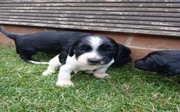 Sprocker dogs for sale: READY NOW !! 3 sprocker spaniels left  👀🏡✨️ in Wakefield - Image 28