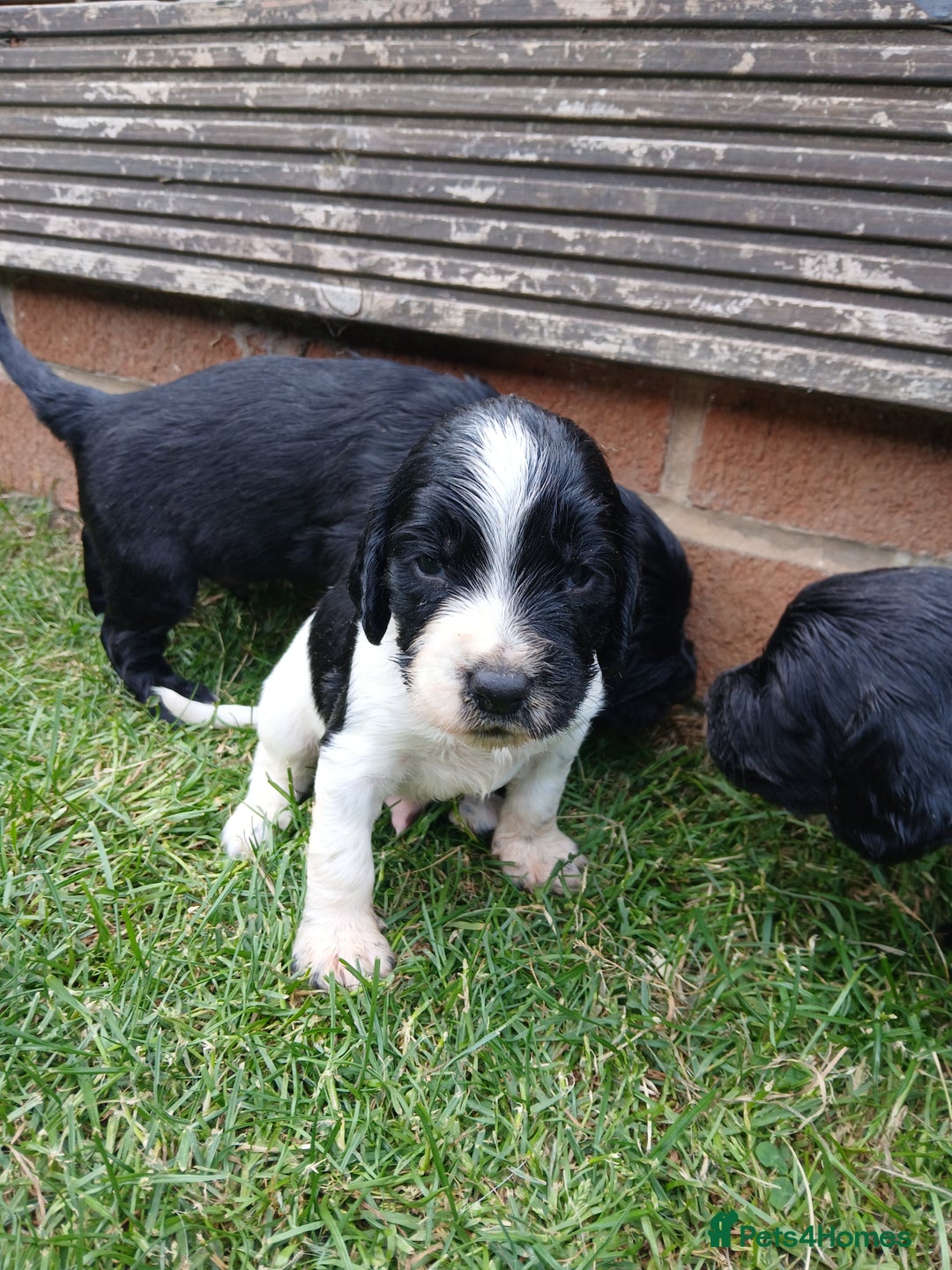 Sprocker dogs for sale: READY NOW !! 3 sprocker spaniels left  👀🏡✨️ in Wakefield - Image 28