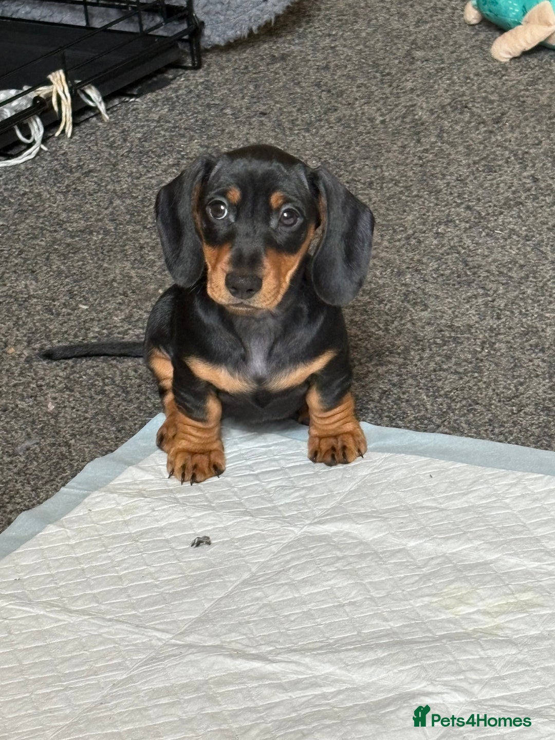 Miniature Dachshund dogs for sale: Miniature Dachshund Boy For Sale 7 Months  - Advert 8
