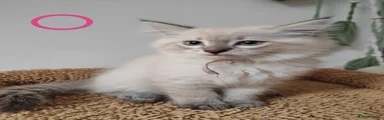Ragdoll 4