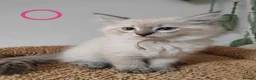 Ragdoll cats for sale: Adorable Ragdoll x Siberian mix kittens - Advert 14