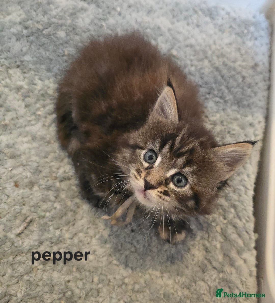 Maine Coon cats for sale: Maine Coon Kittens Tortie/Torbie Russian lines - Image 35