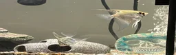 Angelfish fish for sale: Tropical Angelfish £30 - Advert 5