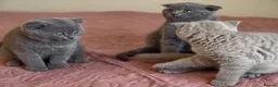 Scottish Fold cats for sale: 3 lovely Scotish Fold kittens  - Advert 10