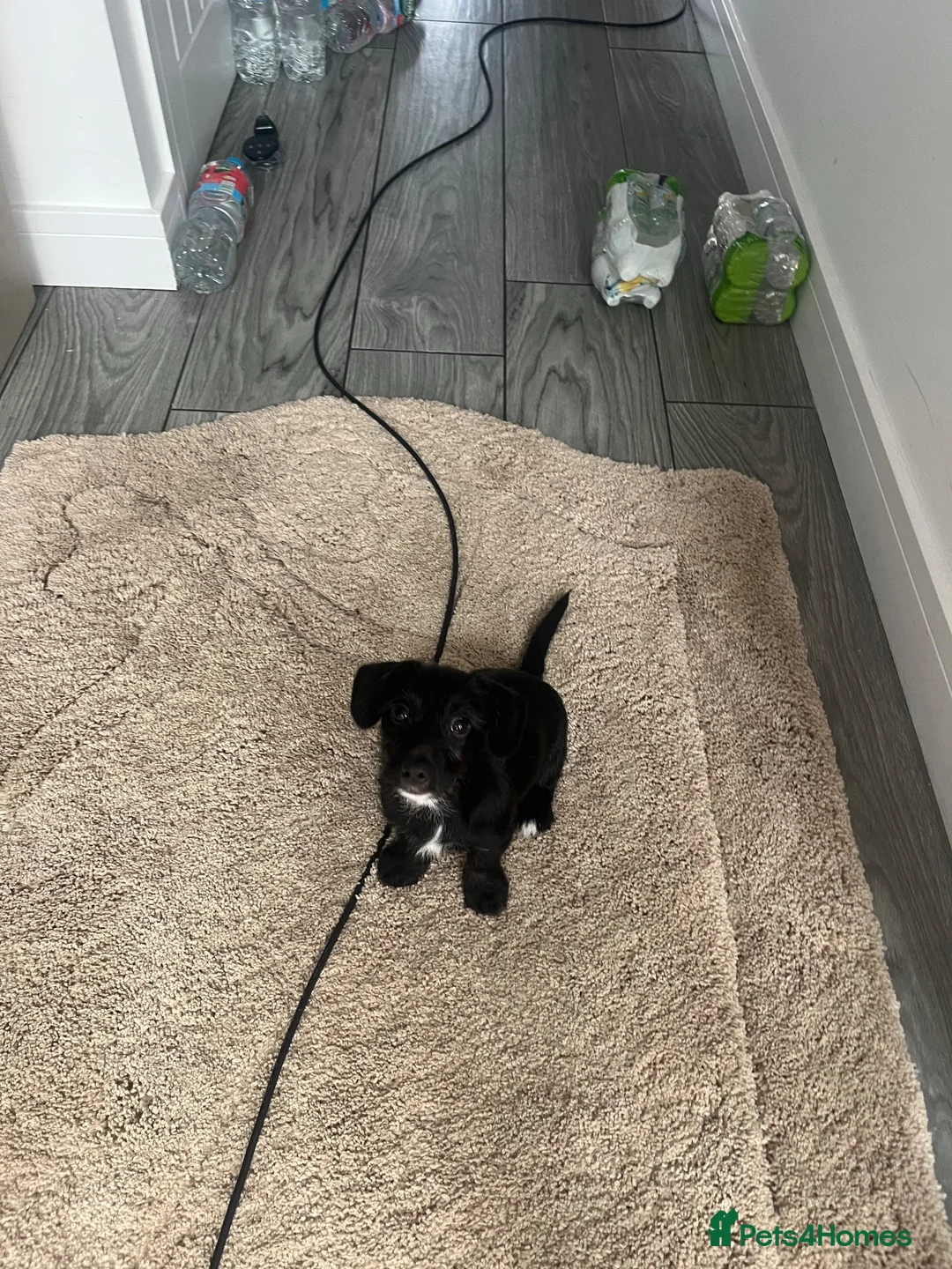 Jack Russell dogs for sale: Jack Russell cross  - Advert 2