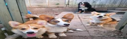 Welsh Corgi Pembroke dogs for sale: Stunning purebred Pembrokeshire corgi pups - Advert 4
