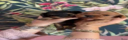 Cavapoo dogs for sale: F1b cavapoo - Advert 3