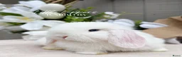 Mini Lop rabbits for sale: One Male One Female Mini Lop Babies to reserve now - Advert 7