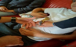 Leopard Gecko reptiles for sale: Female leopard gecko super sweet & full enclosure - Image 4