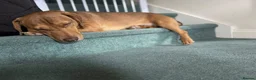 Mixed Breed dogs for adoption: Short Oso - Advert 12