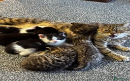 Mixed Breed cats for sale: Boy Mix ( mom Scotish straight dad mix  - Image 3